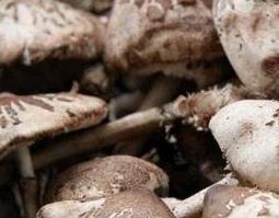 中药桦树菇的功效和作用 中药桦树菇的功效和作用及禁忌