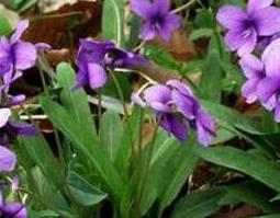 紫花地丁的功效与作用及食用方法 紫花地丁的功效与作用及食用方法禁忌