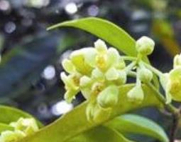 莞香树花的功效和作用及禁忌 莞香树花的功效和作用