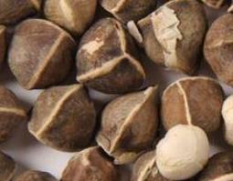 辣木籽的功效与作用 辣木籽的功效与作用及食用方法几多钱一斤