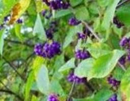紫珠草的功效与作用 紫珠草的功效与作用及禁忌