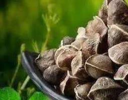 辣木籽的功效与作用辣木籽副作用 辣木籽的功效与作用