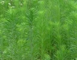 香丝草的功效与作用 香丝草的功效与作用