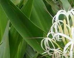 文殊兰的花和根怎样治病 文殊兰是球根花卉吗