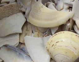 海蛤壳的功效与作用及禁忌