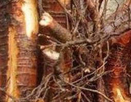 野桃树根的功效与作用 野桃树根的功效与作用是什么