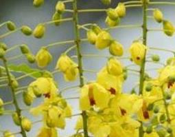 黄牛刺树的药用价值与功效作用 黄牛刺树生长在什么地方