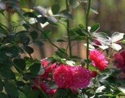 野蔷薇的药用价值和药用功效（野蔷薇花的功效与作用点）
