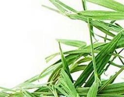 淡竹叶的药用价值和功效 淡竹叶的功效与作用及药用价值