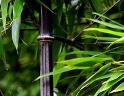 紫竹的功效和作用 紫竹的功效作用主治