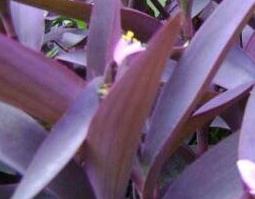 中药紫叶草的功效与作用图片 中药紫叶草的功效与作用