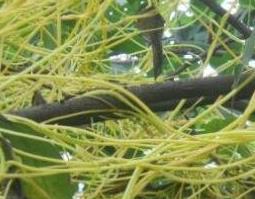 菟丝子藤的功效与作用一斤多少钱 菟丝子藤的功效与作用