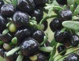 黑仙果的功效和作用 黑果的功效与作用及食用方法
