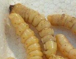 牛王刺虫有什么功效 牛王刺虫有什么功效和作用
