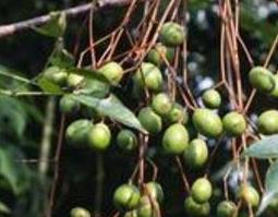 苦莲子树的功效与作用 苦莲树果子的功效和作用