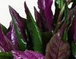 紫背天葵的吃法与作用 紫背天葵的功效及禁忌