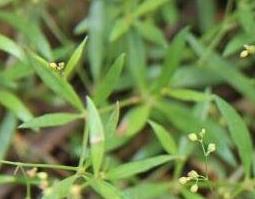 粟米草的食用方法 粟米草的功效与作用