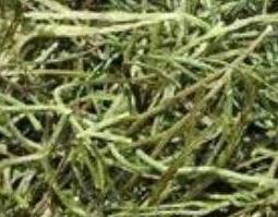 丁葵草的功效与作用及药用价值图片 丁葵草的功效与作用及药用价值