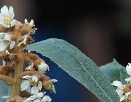 枇杷花和什么煮水止咳化痰 枇杷花和什么煮水止咳