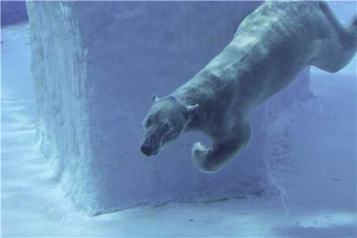 北极熊吃上特制60斤冰粽