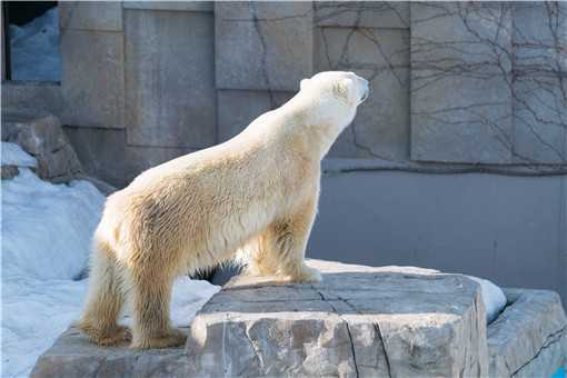 北极熊吃上特制60斤冰粽