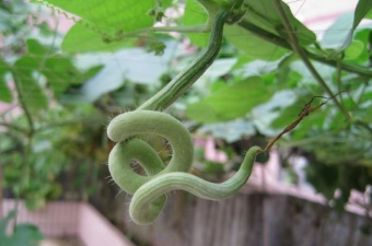 蛇瓜种植有什么要求，蛇瓜应该好养吗，怎么养殖
