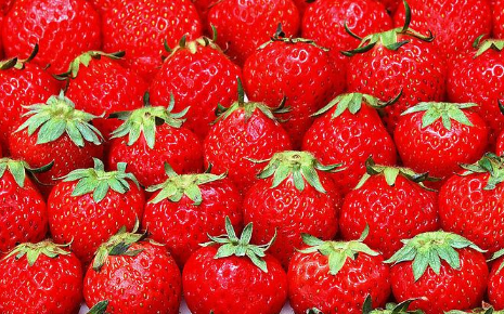 草莓育苗怎么有效管理 草莓怎么养殖比较好