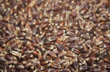 黑麦是什么 黑麦种植方法有哪些