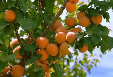 杏子栽培技术，杏子怎么种植好（杏子的栽培技术）