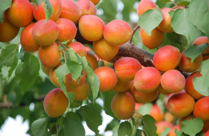 杏树落花落果原因是什么，怎么预防解决