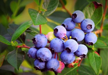 蓝莓引种好种植陪护吗 蓝莓生长条件是什么样的