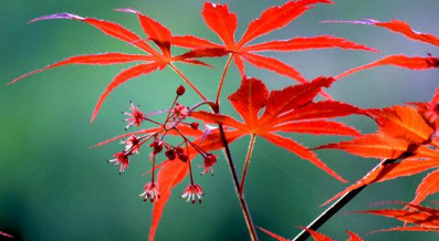 红枫树苗的种植技巧 红枫树如何养护