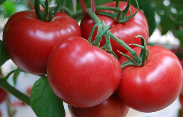番茄如何转色变红 番茄转色技巧
