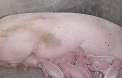 缩短母猪产程的方法 如何缩短母猪产程