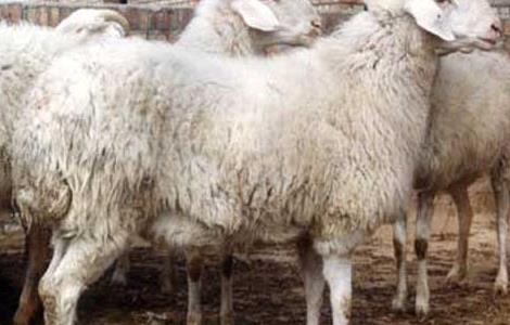 小尾寒羊养殖技术养殖范围 高腿小尾寒羊的养殖技术