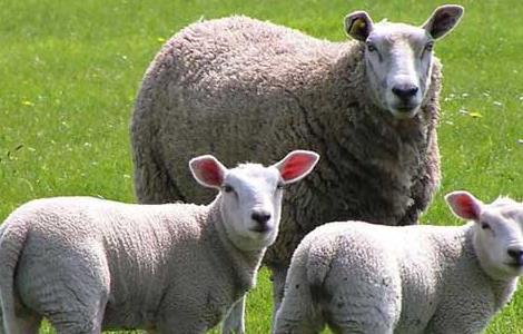 圈养杜泊羊养殖效益怎么样 圈养杜泊羊养殖效益