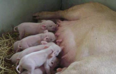 母猪难产有什么办法解决 母猪难产该怎么办