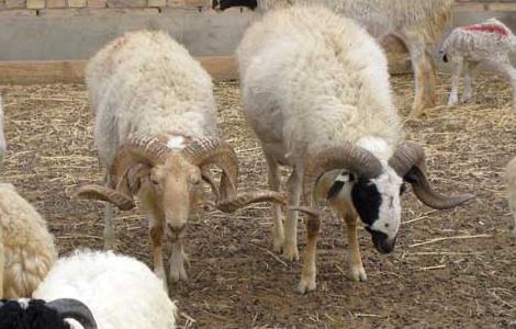 羊沙门氏菌病的防治措施 羊沙门氏菌病的防治措施有哪些