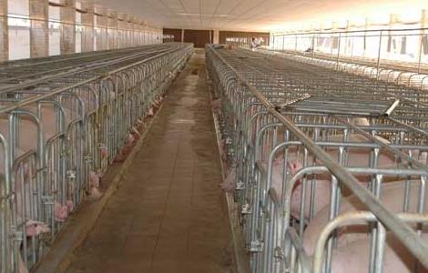 养猪场3000头规模建设投资 存栏上万头养猪场建设方案