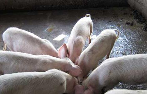 如何降低猪的饲养成本 如何降低猪的饲养成本和利润