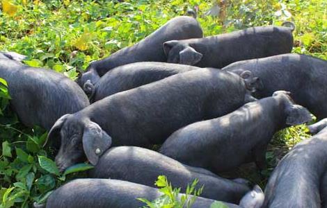 怎样喂猪一天长二斤 家庭养猪如何做到日长二斤