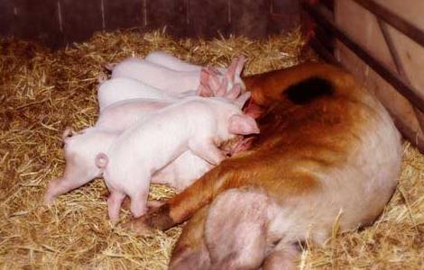母猪产前有啥表现 临产前母猪有哪些表现