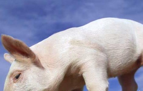 猪的生活习性及行为特点 猪的特点和生活特征