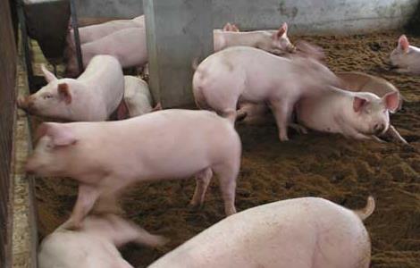 沼液养猪技术 沼液在养猪中的用途