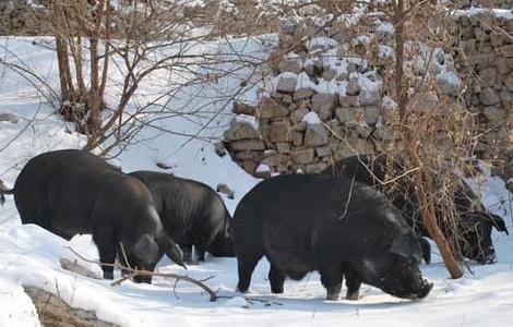 中国十大黑猪产地 中国十大黑猪产地是哪里