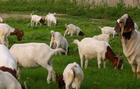 适合养羊的牧草品种有哪些 适合养羊的牧草品种有哪些?