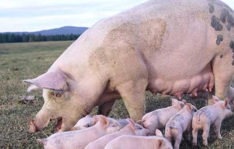 瘦肉猪的养殖管理技术