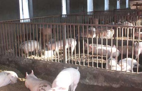 瘦肉猪的养殖管理技术