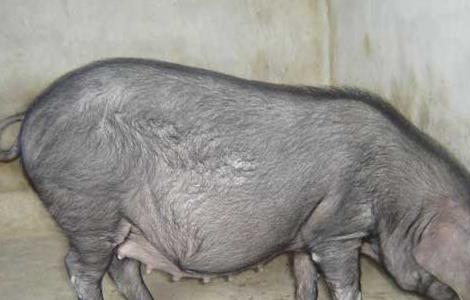 生猪多大出栏养殖效益最大 生猪养殖存栏量和出栏量有什么关系