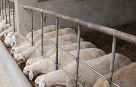 绵羊的饲养管理技术 春季绵羊饲养管理技术